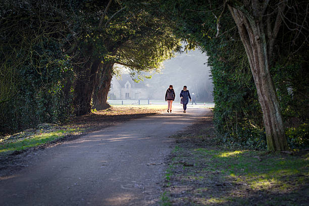 Early morning walk along a tree-lined path